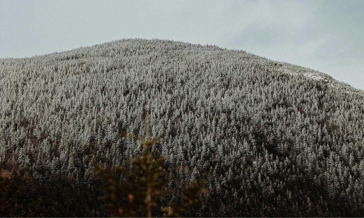picture of snowy trees on a hill